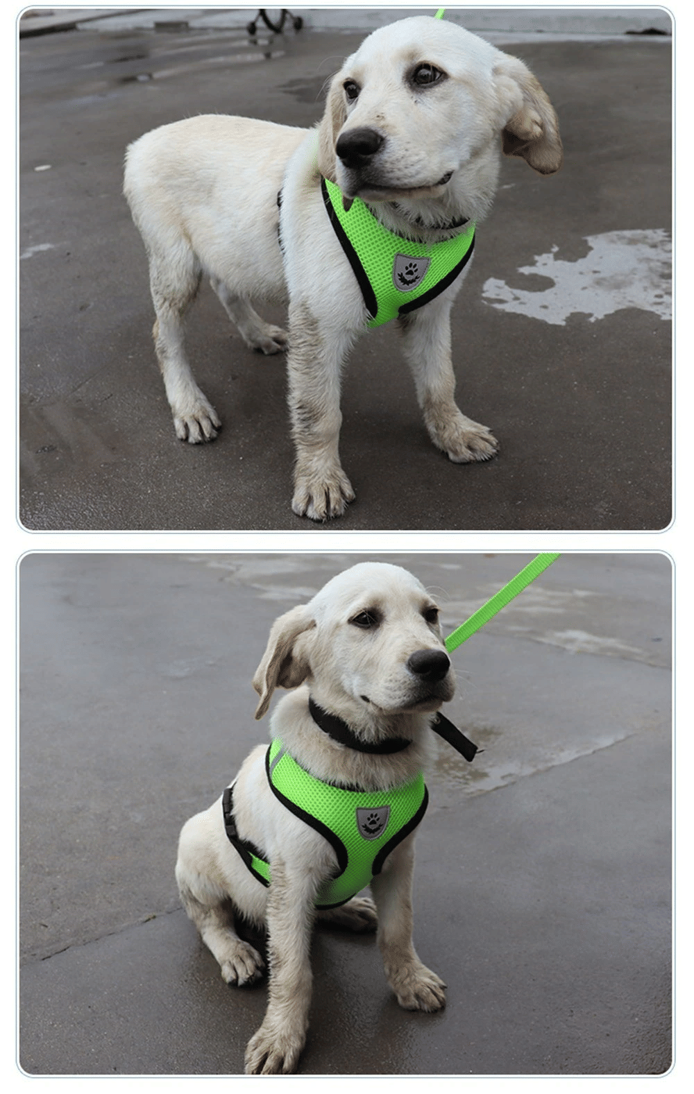 Katze Hund Haustier Geschirr Verstellbare Kontrollweste Hunde Reflektierend S M L XL Leine