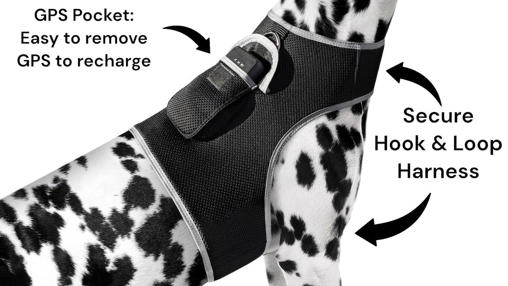 Konsistentes Echtzeit Mini Katzen Hunde GPS-Ortungshalsband Wasserdichtes Gerät Größe:L