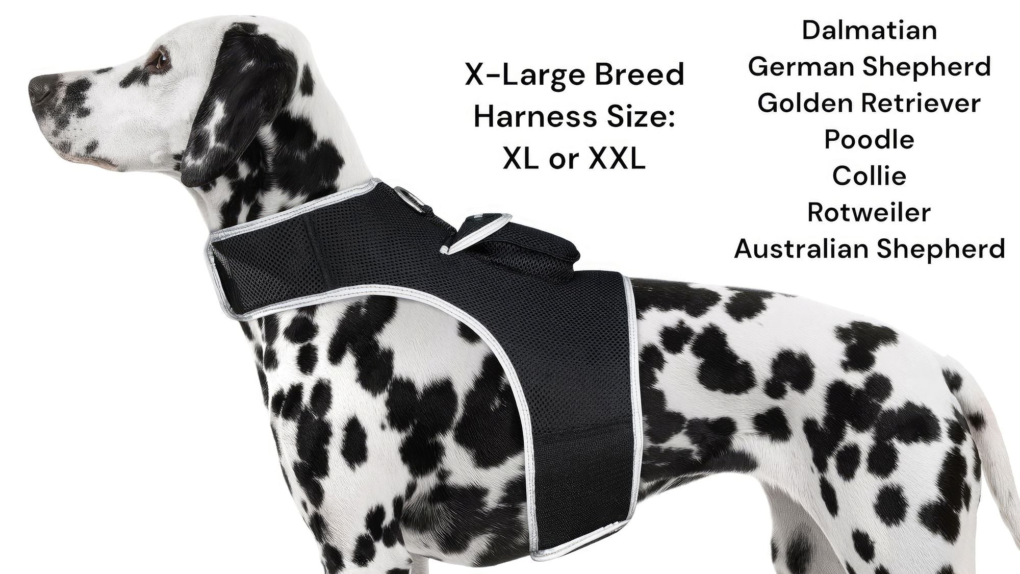 Localisateur GPS en temps réel pour animaux de compagnie, monté sur collier, portable et rechargeable Taille:L