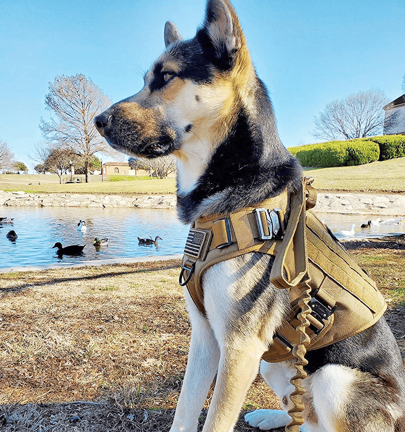 Hundeleine; Bungee-Hundeleine, taktische Hundeleine, verstellbare taktische Nylonleine für Hunde, taktische Hundeleine mit Schnellverschluss und 2 Kontrollgriffen; Bungee-Gurt