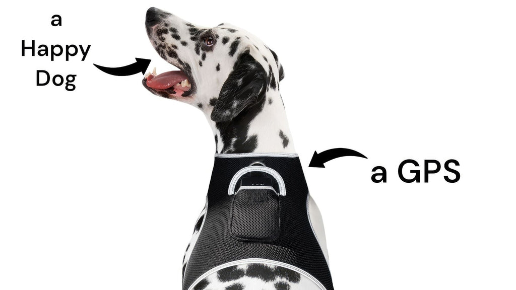 Localisateur GPS en temps réel pour animaux de compagnie, monté sur collier, portable et rechargeable Taille:L