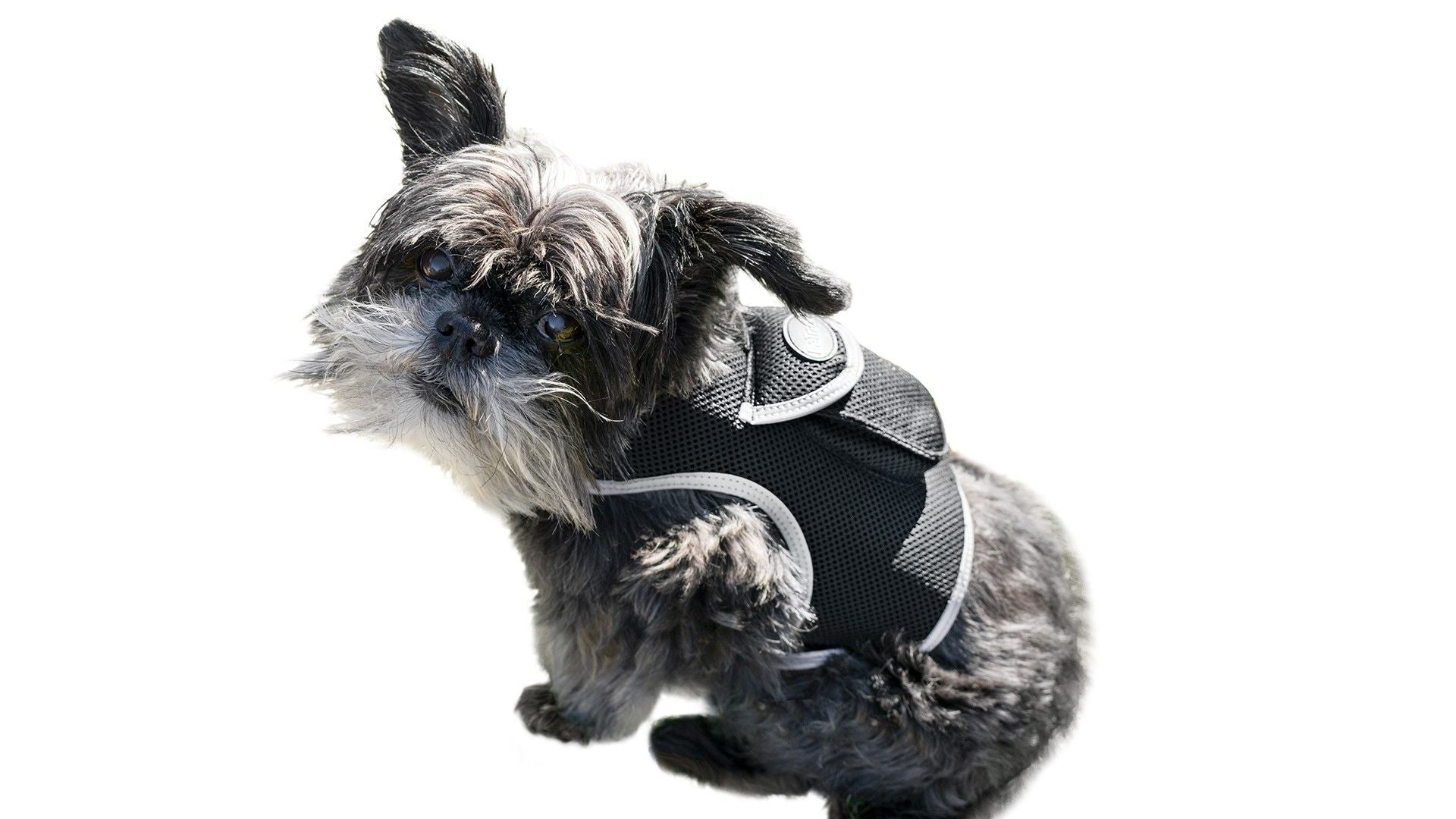 Konsistentes Echtzeit Mini Katzen Hunde GPS-Ortungshalsband Wasserdichtes Gerät Größe:L