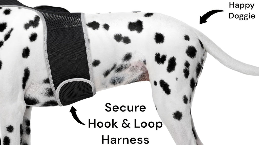 Haustier schützen mit GPS-Hundehalsband-Tracker + Telefon-App Größe:M