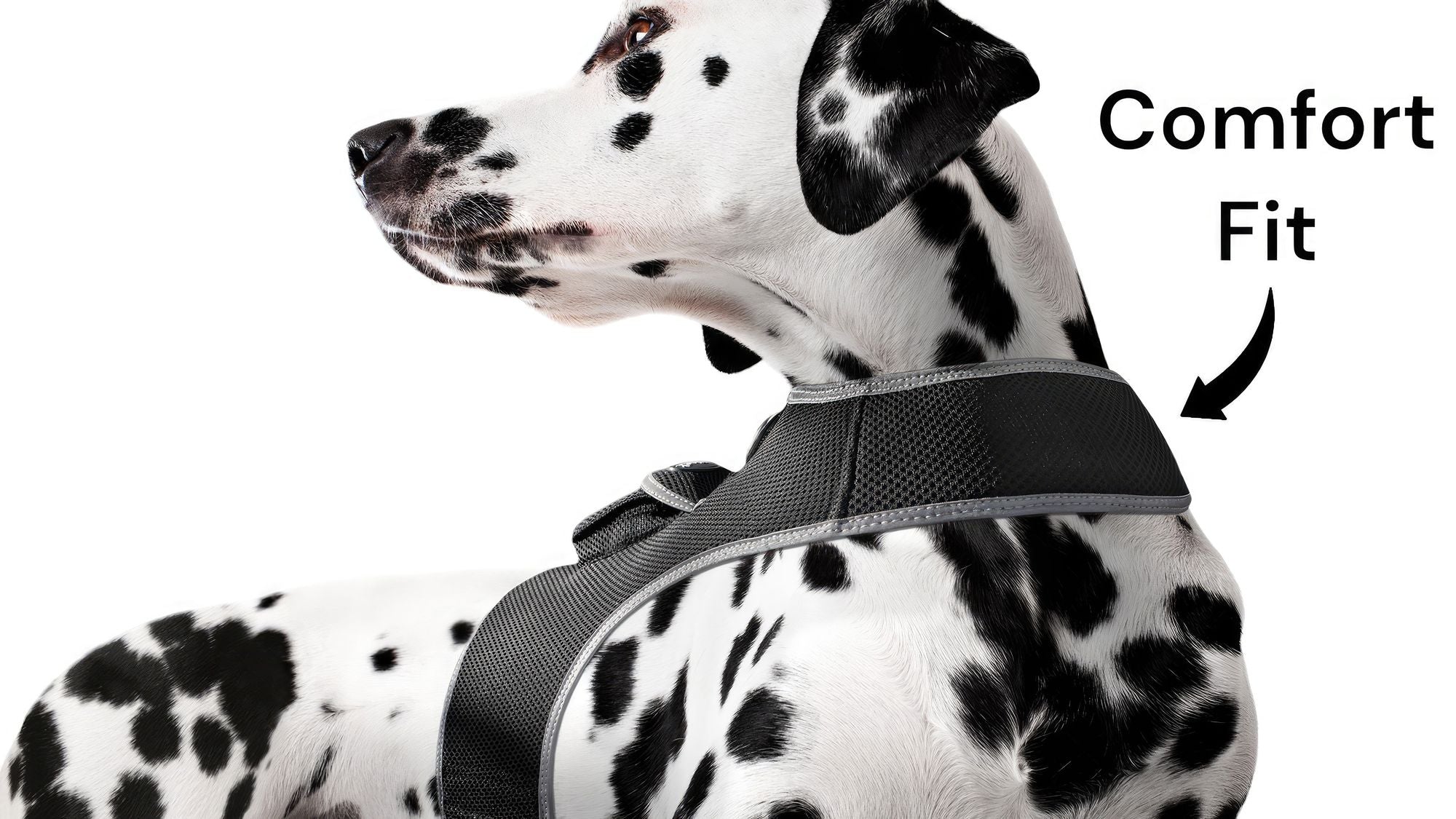 Localisateur GPS en temps réel pour animaux de compagnie, monté sur collier, portable et rechargeable Taille:L