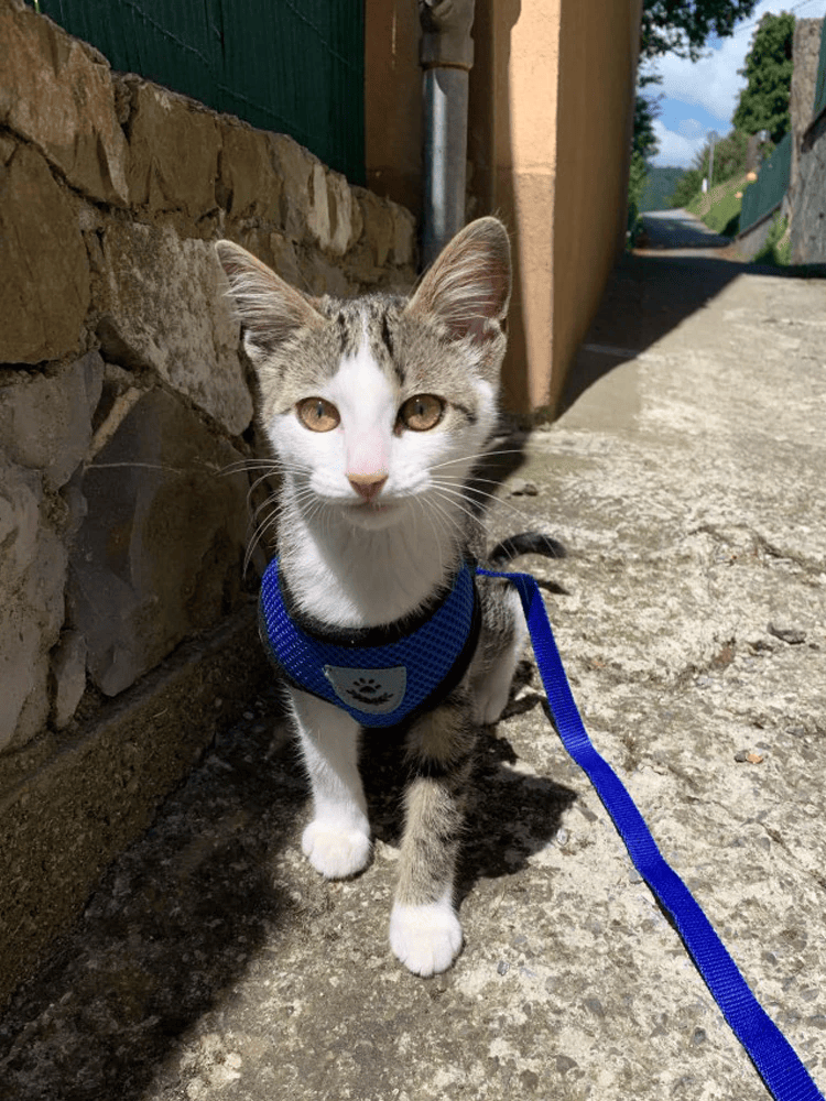 Katze Hund Haustier Geschirr Verstellbare Kontrollweste Hunde Reflektierend S M L XL Leine