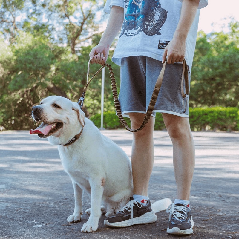 Hundeleine; Bungee-Hundeleine, taktische Hundeleine, verstellbare taktische Nylonleine für Hunde, taktische Hundeleine mit Schnellverschluss und 2 Kontrollgriffen; Bungee-Gurt