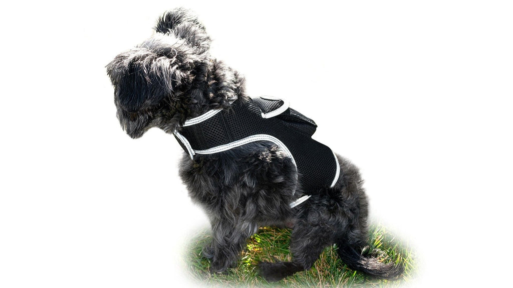 Localisateur GPS en temps réel pour animaux de compagnie, monté sur collier, portable et rechargeable Taille:L