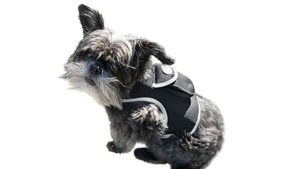 Haustier schützen mit GPS-Hundehalsband-Tracker + Telefon-App Größe:M
